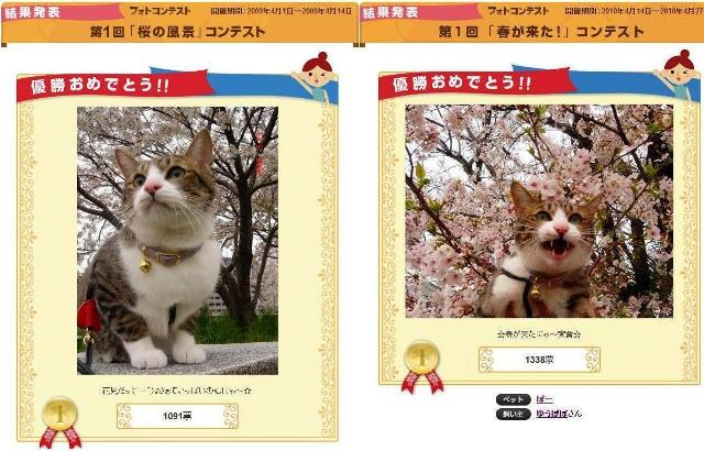 Yahoo!ペット「春が来た」フォトコンテスト優勝猫 ぽー編。_a0143140_15361395.jpg
