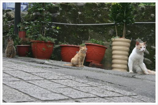 台湾ねこじかん**　「子猫と猫家族と線路と・・・」_d0098941_21264998.jpg