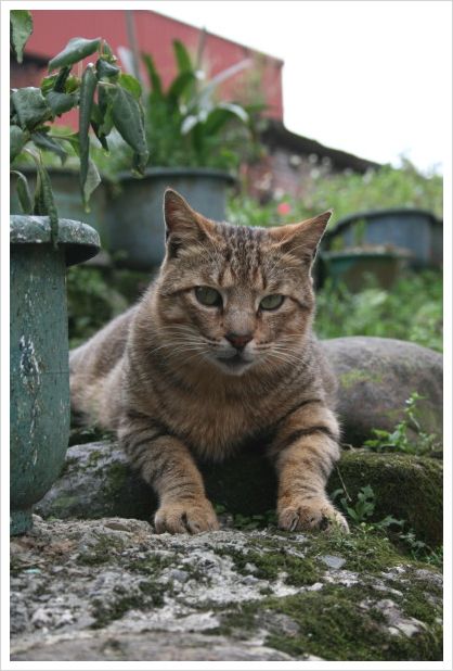 台湾ねこじかん**　「子猫と猫家族と線路と・・・」_d0098941_21265712.jpg