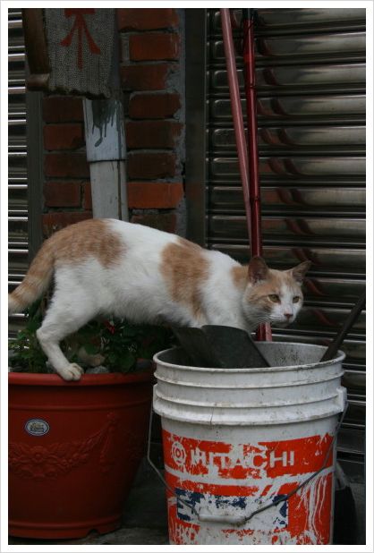 台湾ねこじかん**　「子猫と猫家族と線路と・・・」_d0098941_2127973.jpg