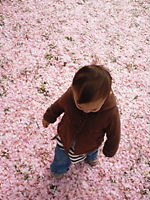 桜のじゅうたん_a0122243_5492244.jpg