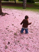 桜のじゅうたん_a0122243_5554960.jpg