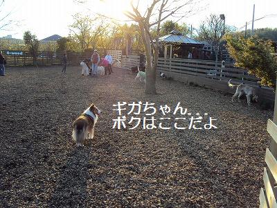 ドッグランで意気投合?!_e0195743_15341575.jpg