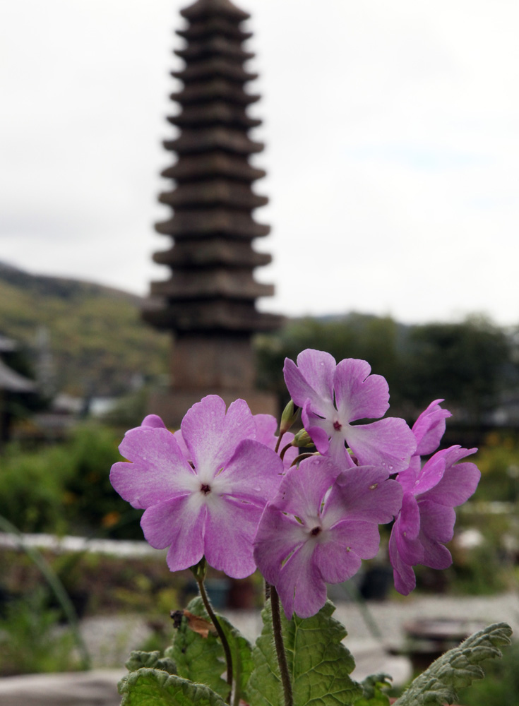 奈良市　般若寺　八重桜　シャガ　桜草_c0108146_20353745.jpg