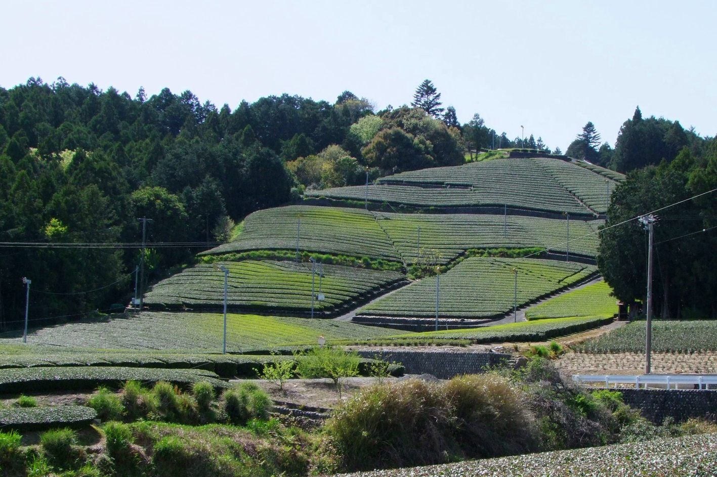 今年のお茶は…_a0103948_22362533.jpg