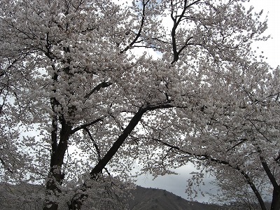 桜の花_a0084753_17233676.jpg