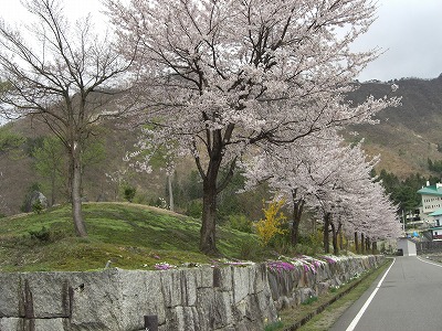 桜の花_a0084753_17234370.jpg