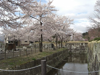 桜の花_a0084753_17235080.jpg