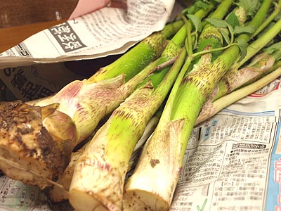 ☆春の香り便・嬉しい!!☆_c0092953_618196.jpg