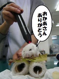 がんばれ、ヒカリくん!!_b0059154_1554280.jpg