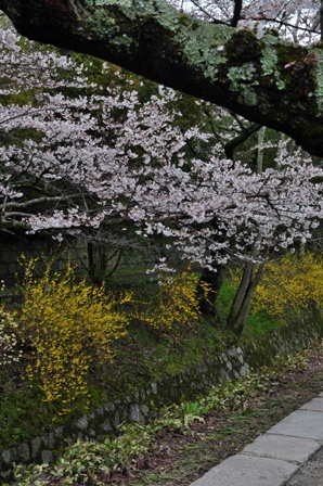 花愛でる道　味わう道・・・_c0219357_23131535.jpg