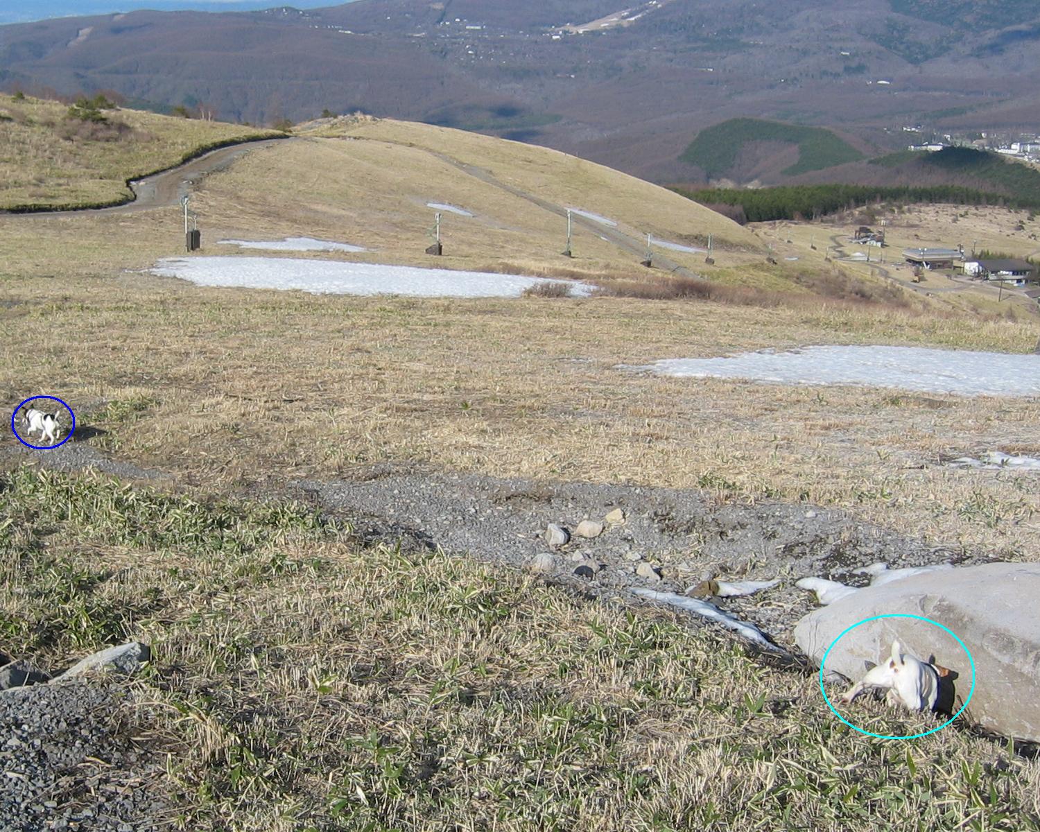 山開き♪　美ヶ原～霧ヶ峰_c0140260_2271620.jpg