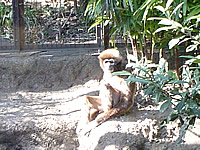 上野動物園_f0232060_10533679.jpg