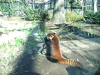 上野動物園_f0232060_1053927.jpg