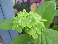 花修行 ~白いあじさいを使ったオールラウンド~_f0232060_11335364.jpg