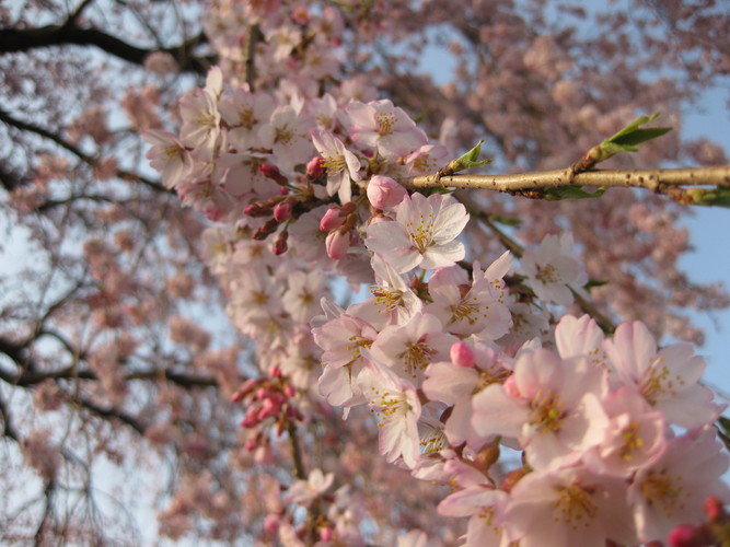 開花宣言かなぁ？・・だなぁ！_f0236260_15242273.jpg