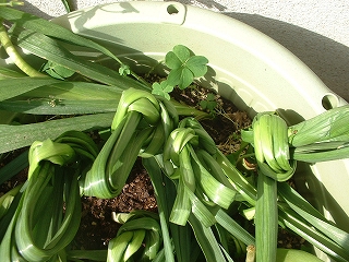 水仙類の始末 ちょこっと園芸