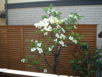 a0061973_8443966.jpg