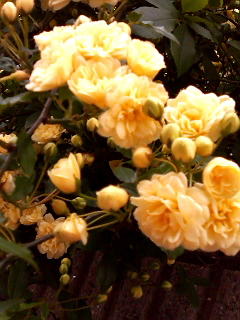 f0140174_16410.jpg