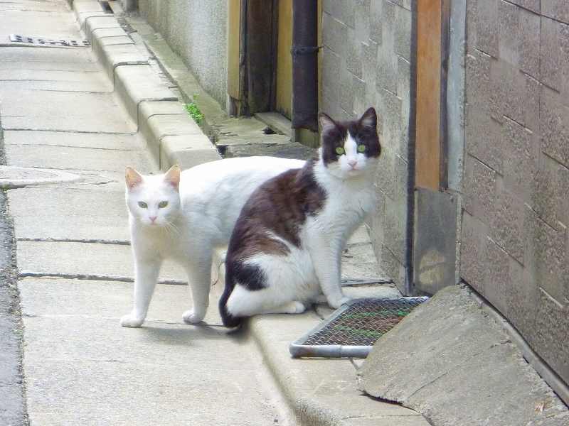 睨む猫さん達 盛岡もののけ日記 睨む猫さん達 盛岡もののけ日記