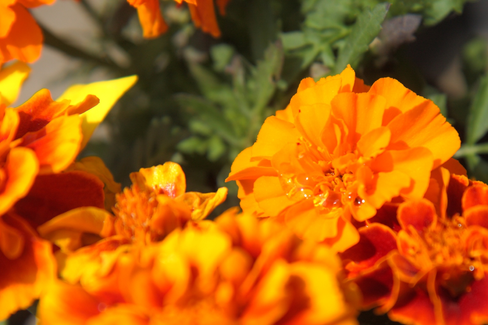 マリア様の黄金の花 Mickey S World マリア様の黄金の花 Mickey S World