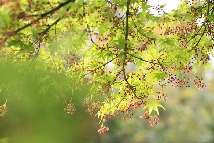 赤くはじける線香花火♪～モミジの花と新緑　_e0195587_19283015.jpg