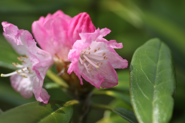 木陰のシャクナゲ色 向島百花園 シャクナゲ せ の写真集 刹那の光 木陰のシャクナゲ色 向島百花園 シャクナゲ せ の写真集 刹那の光