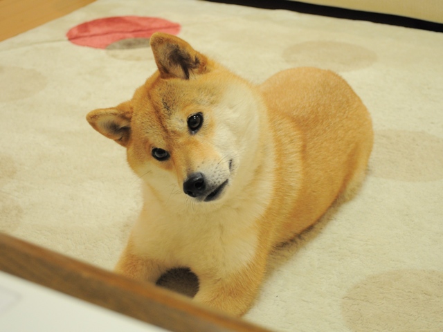 このポーズ、可愛過ぎます!!_a0126590_2244442.jpg