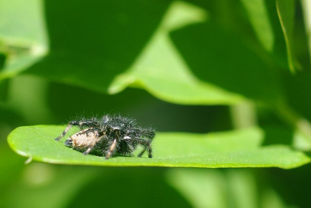 ■　春の虫たち　　　10.4.28　　　（ベニシジミ、セスジナミシャク、ネコハエトリ）_e0070891_1754859.jpg