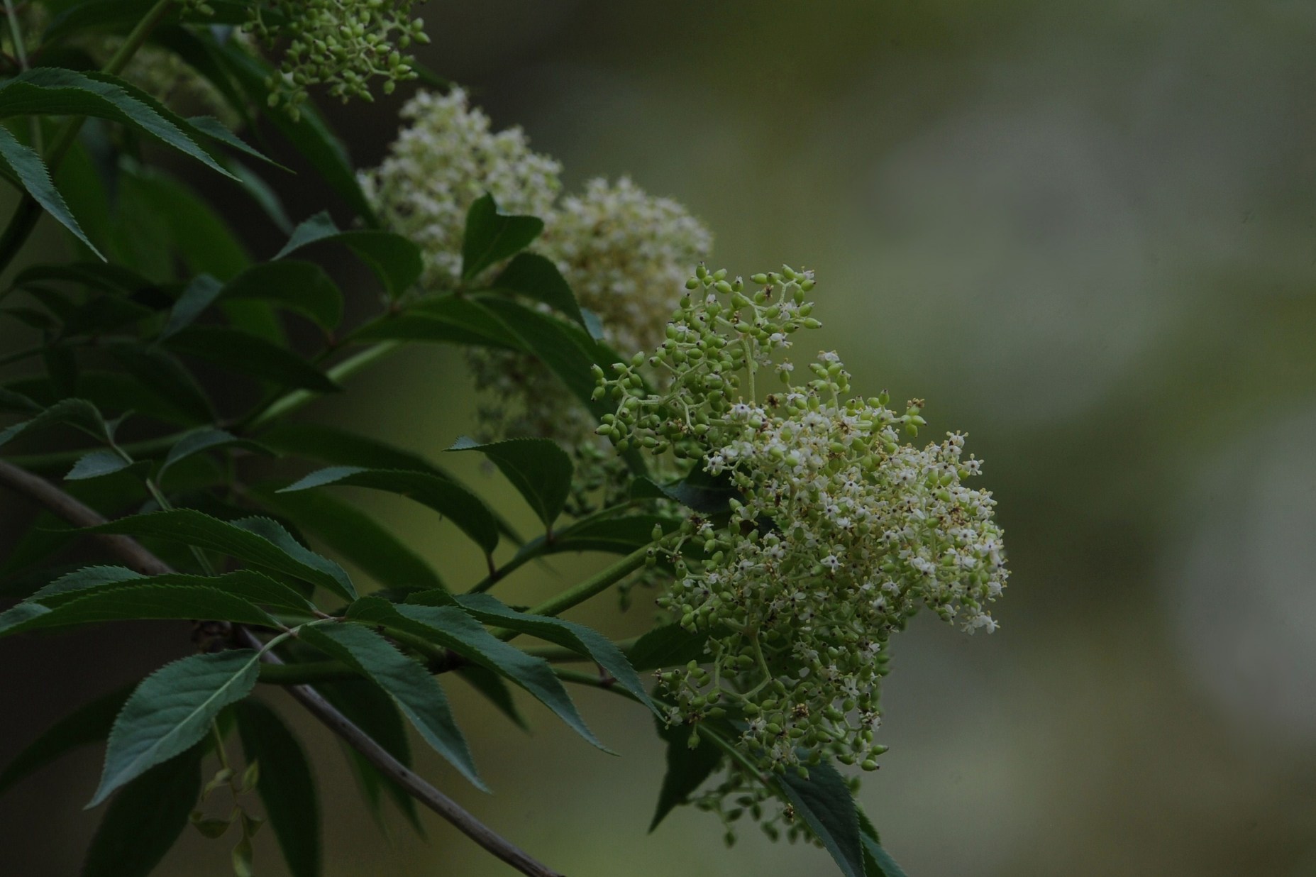 美しい若芽の季節も、もうすぐ深緑に・・・_a0117893_7683.jpg