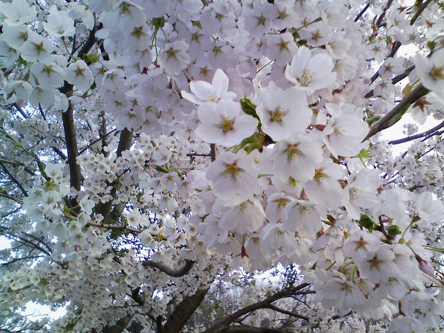 桜_b0186298_18325228.jpg