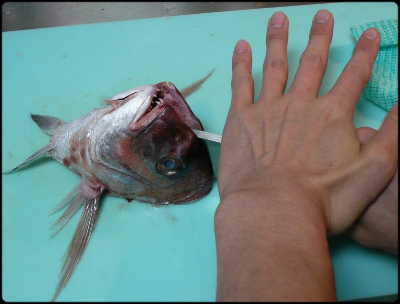 頭の割り方 兜割 梨割 魚と野菜と私と和ノ香