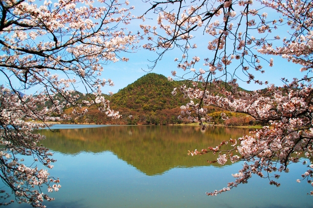 平安郷の観桜会_a0169902_14595620.jpg