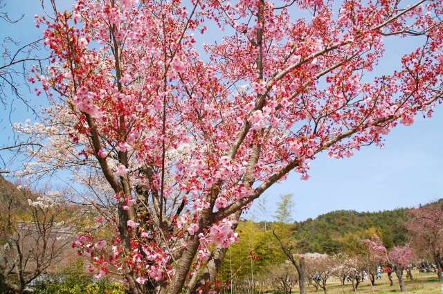 平安郷の観桜会_a0169902_157762.jpg