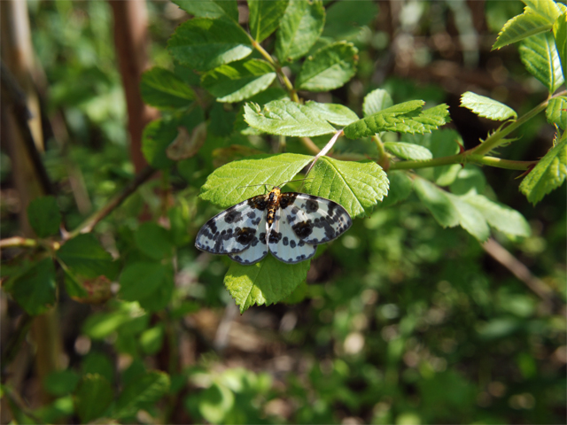 ホソオチョウ(2010/04/29)_b0159904_1105645.jpg