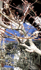 e0103408_13515894.gif