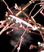 e0103408_1353188.gif