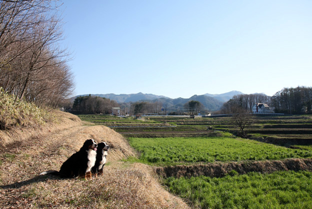 八ヶ岳1泊2日の旅〜朝の散歩_f0137508_1332755.jpg