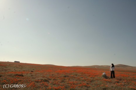 『アメリカで見たお花畑』_c0071221_404944.jpg