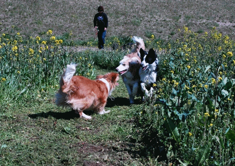 c0116921_23404667.gif