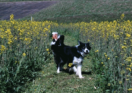 c0116921_23405899.gif