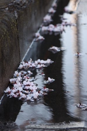 夕景　桜_a0061023_18555713.jpg