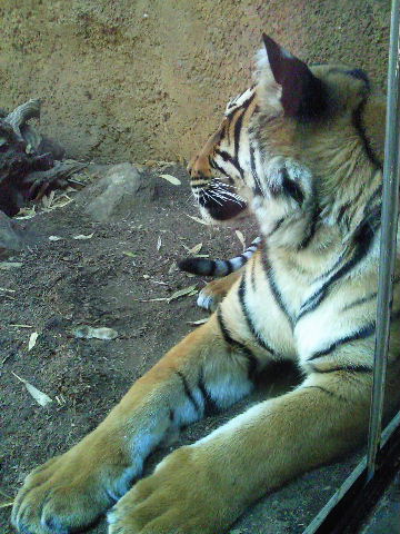 San diego ZOO　前編_e0114823_15535517.jpg