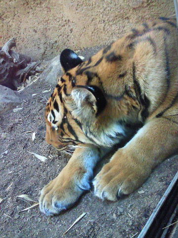 San diego ZOO　前編_e0114823_15543754.jpg