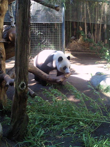 San diego ZOO　前編_e0114823_1612961.jpg