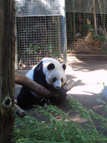 San diego ZOO　前編_e0114823_1614258.jpg