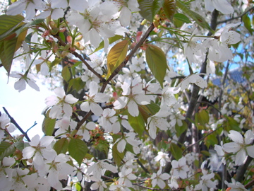 b0162733_01330.jpg