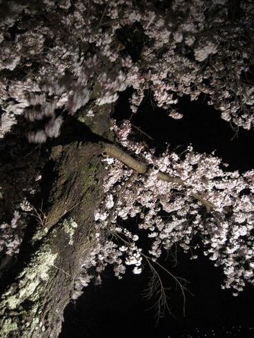 桜情報「大町観光道路の夜桜」_b0140235_2335684.jpg