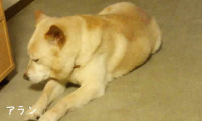 a0166338_1852827.gif