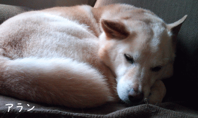 a0166338_1854680.gif